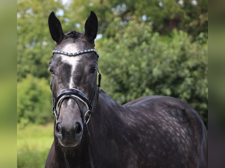 Hanovrien Jument 6 Ans 168 cm Gris pommelé in Deinstedt