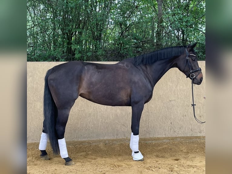 Hanovrien Jument 6 Ans 168 cm Noir in Bonn Hanovrien Jument 6 Ans 168 cm Noir in Bonn