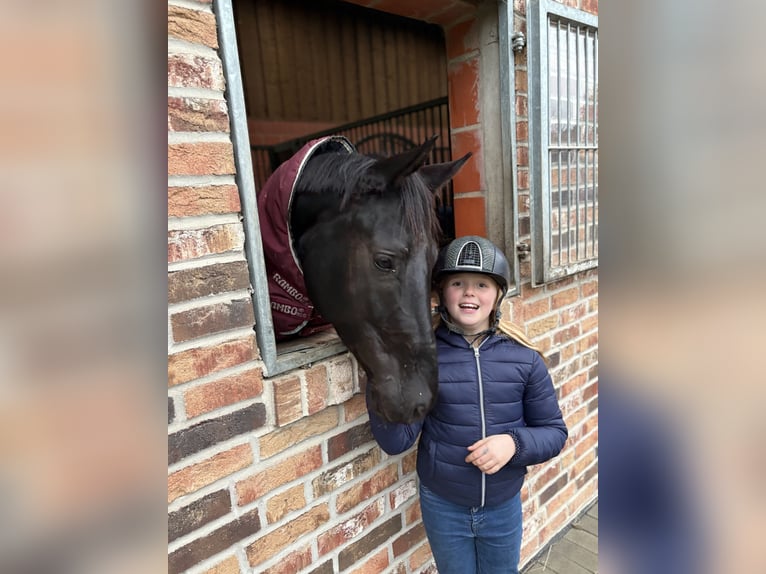 Hanovrien Jument 6 Ans 168 cm Noir in Westerkappeln