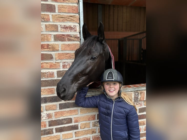 Hanovrien Jument 6 Ans 168 cm Noir in Westerkappeln