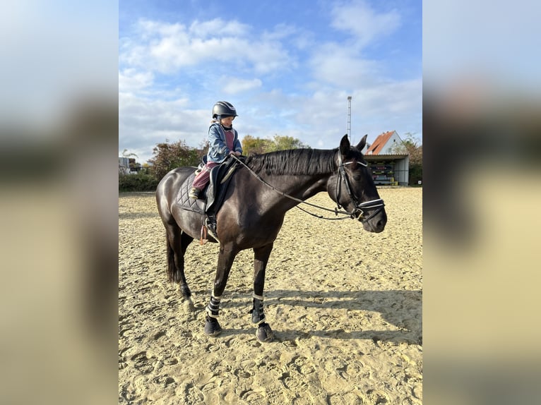 Hanovrien Jument 6 Ans 168 cm Noir in Bünde