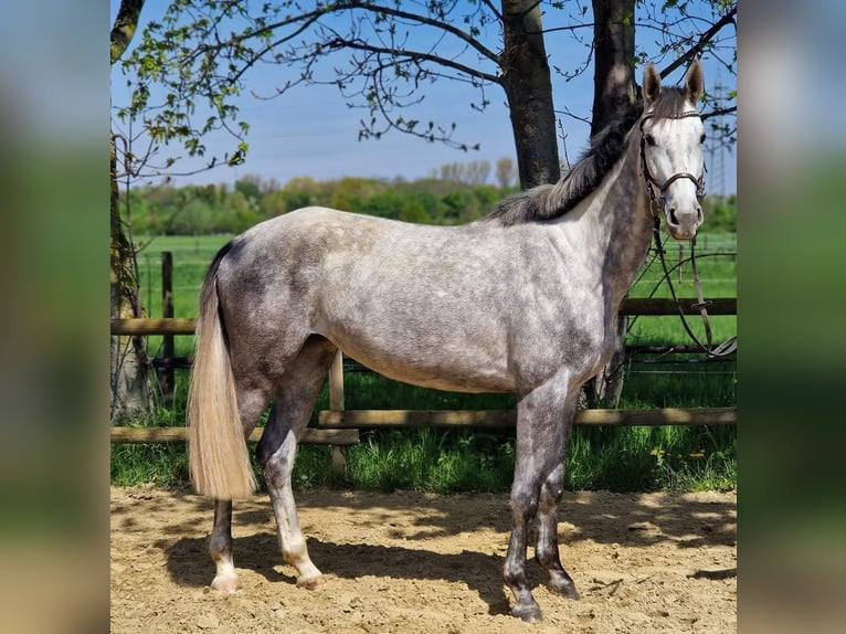 Hanovrien Jument 6 Ans 169 cm Gris in Korschenbroich