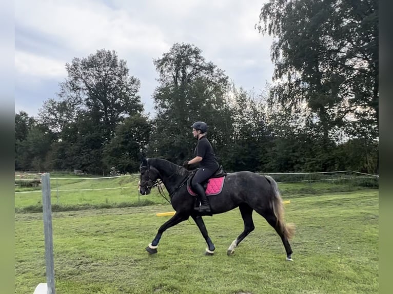 Hanovrien Jument 6 Ans 169 cm Gris noir in Ladbergen