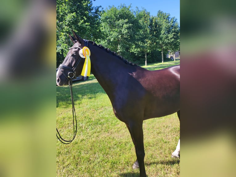 Hanovrien Jument 6 Ans 169 cm Noir in Rheine