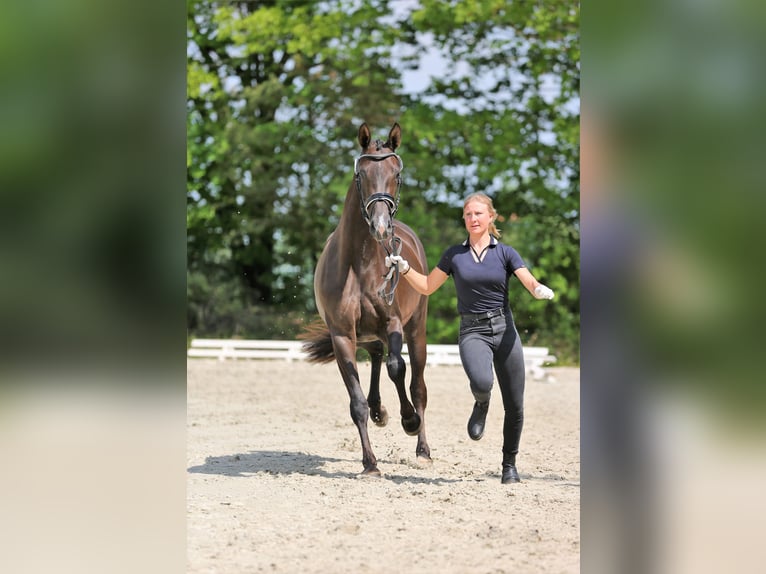 Hanovrien Jument 6 Ans 170 cm Alezan brûlé in Petershagen