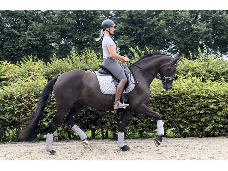 Hanovrien Jument 6 Ans 170 cm Alezan brûlé in Petershagen