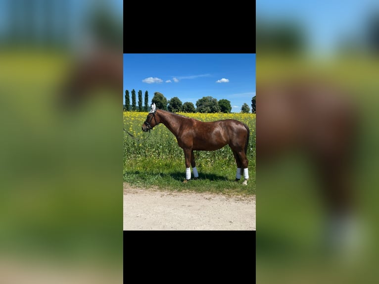 Hanovrien Jument 6 Ans 170 cm Alezan brûlé in Worms