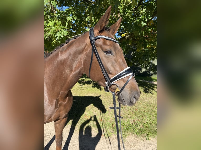 Hanovrien Jument 6 Ans 170 cm Alezan brûlé in Kasseburg