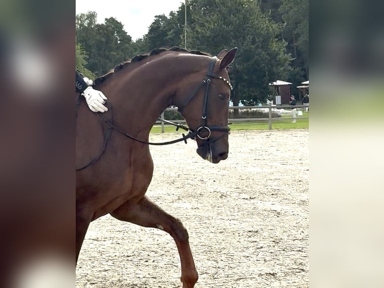 Hanovrien Jument 6 Ans 170 cm Alezan brûlé in Kasseburg