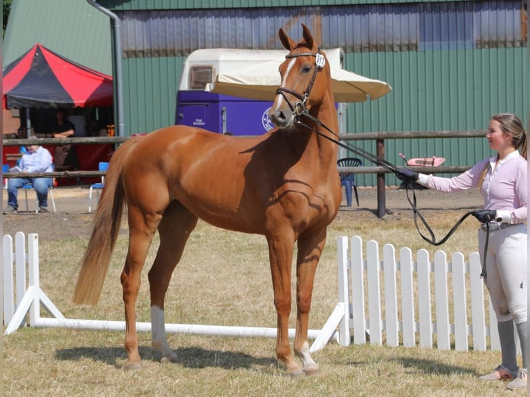 Hanovrien Jument 6 Ans 170 cm Alezan in Wensin