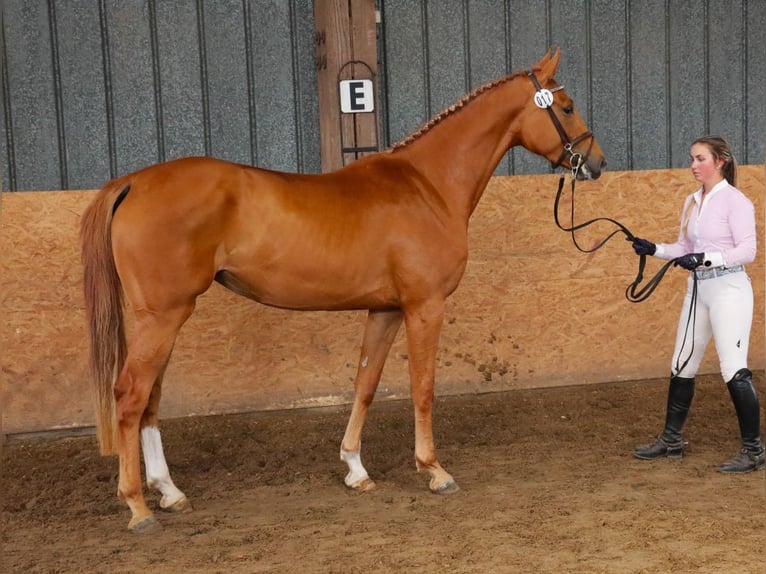Hanovrien Jument 6 Ans 170 cm Alezan in Wensin