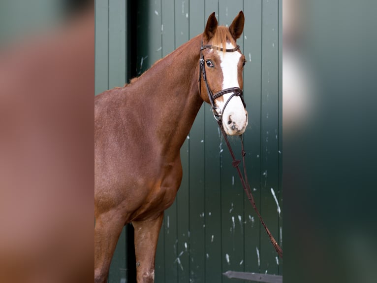 Hanovrien Jument 6 Ans 170 cm Alezan in L&#xFC;btheen