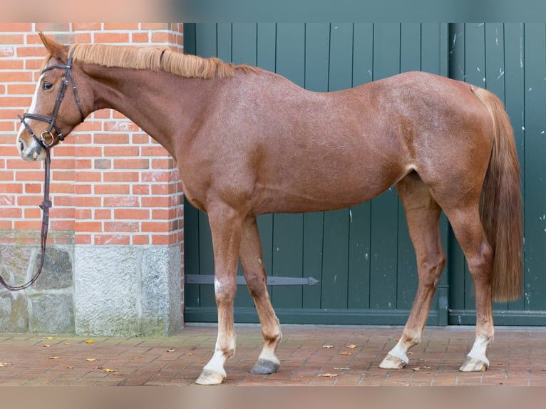 Hanovrien Jument 6 Ans 170 cm Alezan in L&#xFC;btheen