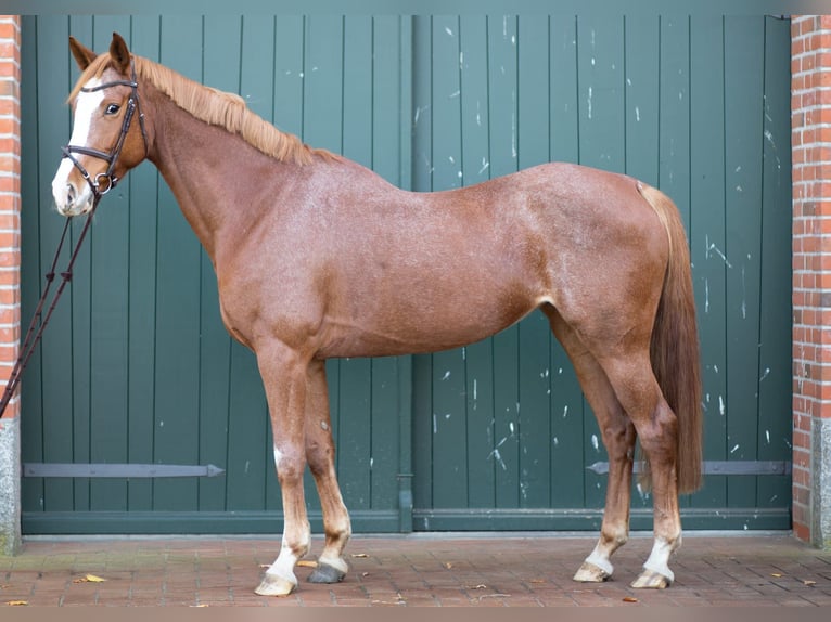 Hanovrien Jument 6 Ans 170 cm Alezan in L&#xFC;btheen