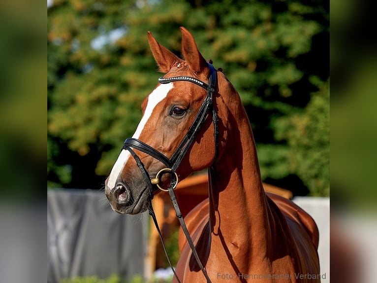 Hanovrien Jument 6 Ans 170 cm Alezan in Verden