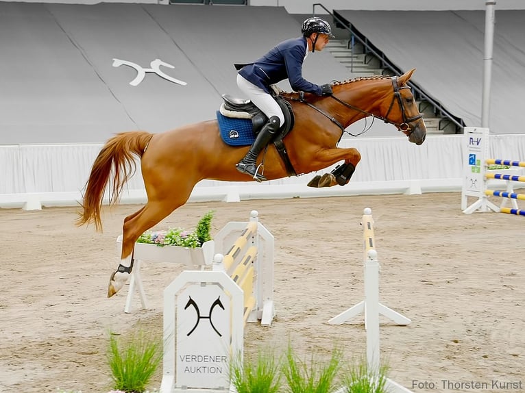 Hanovrien Jument 6 Ans 170 cm Alezan in Verden