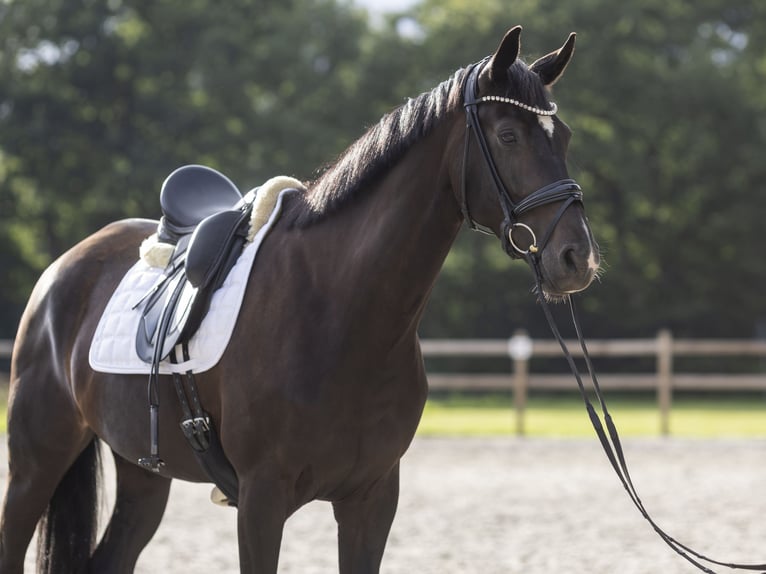 Hanovrien Jument 6 Ans 170 cm Bai brun foncé in Friedeburg