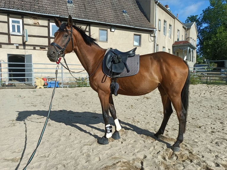 Hanovrien Jument 6 Ans 170 cm Bai in Naundorf