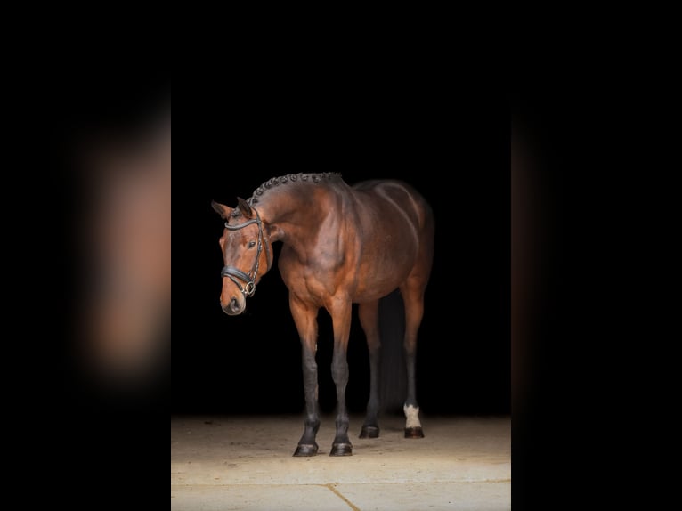 Hanovrien Jument 6 Ans 170 cm Bai in Bodenkirchen