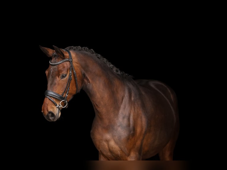 Hanovrien Jument 6 Ans 170 cm Bai in Bodenkirchen