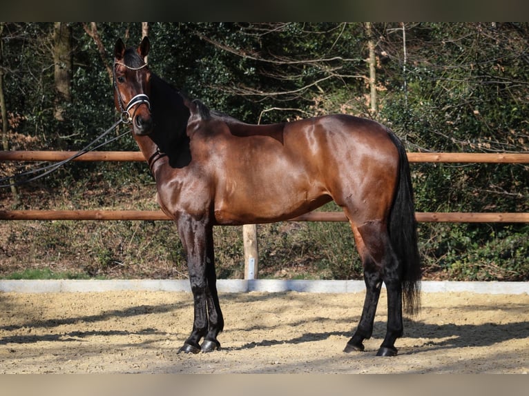 Hanovrien Jument 6 Ans 170 cm Bai in Wuppertal