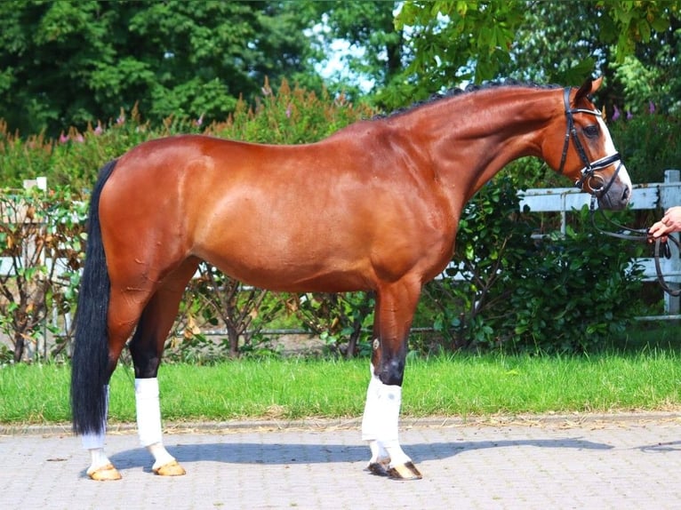 Hanovrien Jument 6 Ans 170 cm Bai in Selsingen