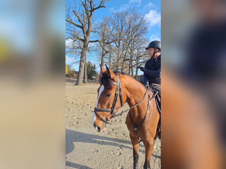 Hanovrien Jument 6 Ans 170 cm Bai in Rehbeck