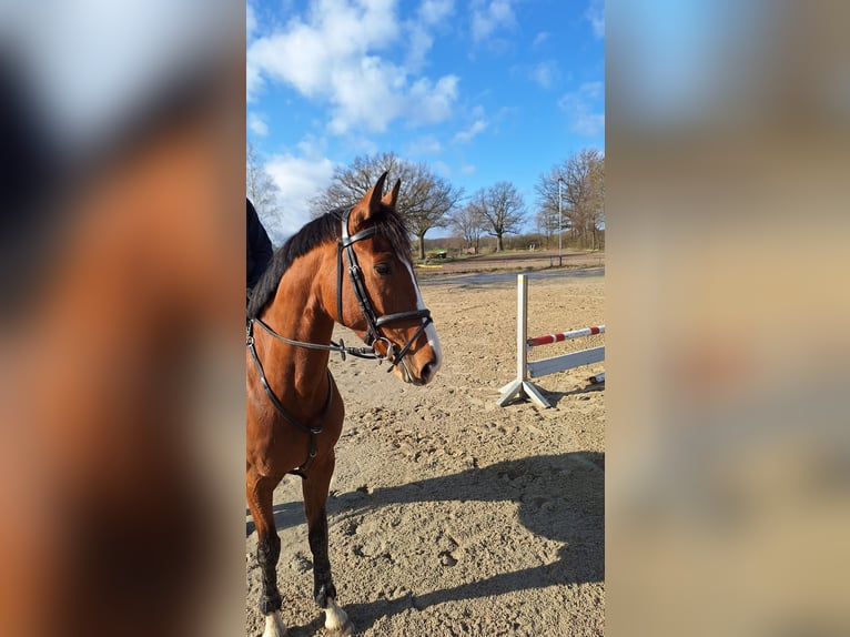 Hanovrien Jument 6 Ans 170 cm Bai in Rehbeck