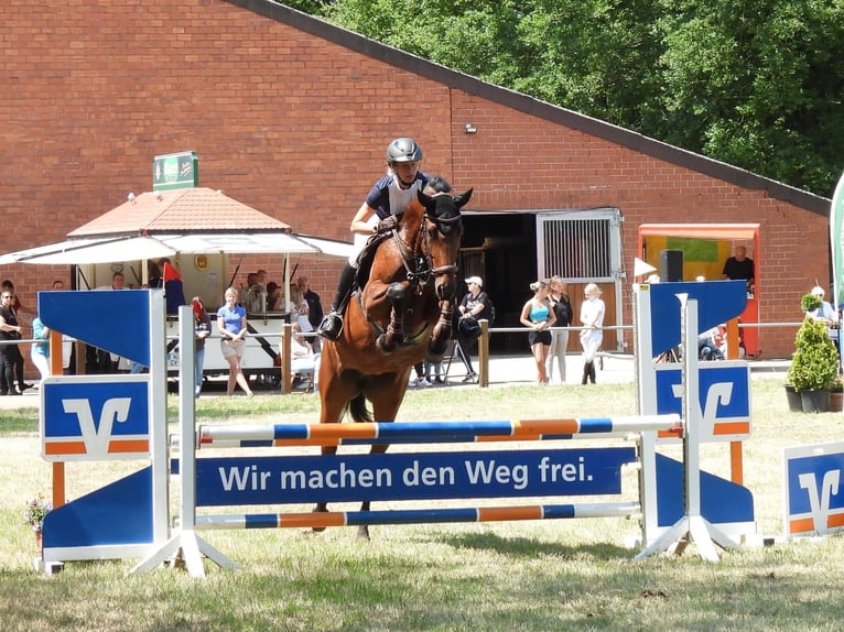 Hanovrien Jument 6 Ans 170 cm Bai in Rehburg-Loccum Münchehagen