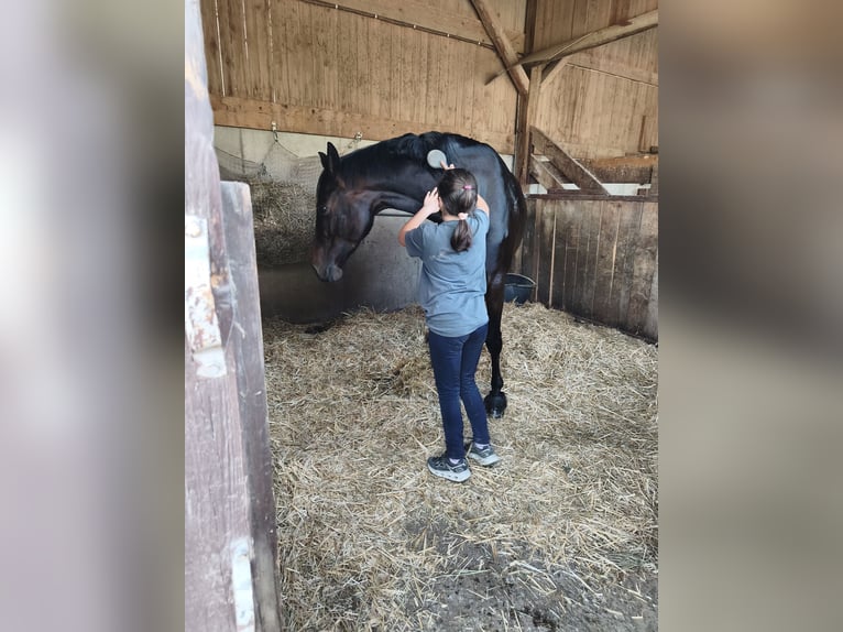 Hanovrien Jument 6 Ans 170 cm  in Ingolstadt