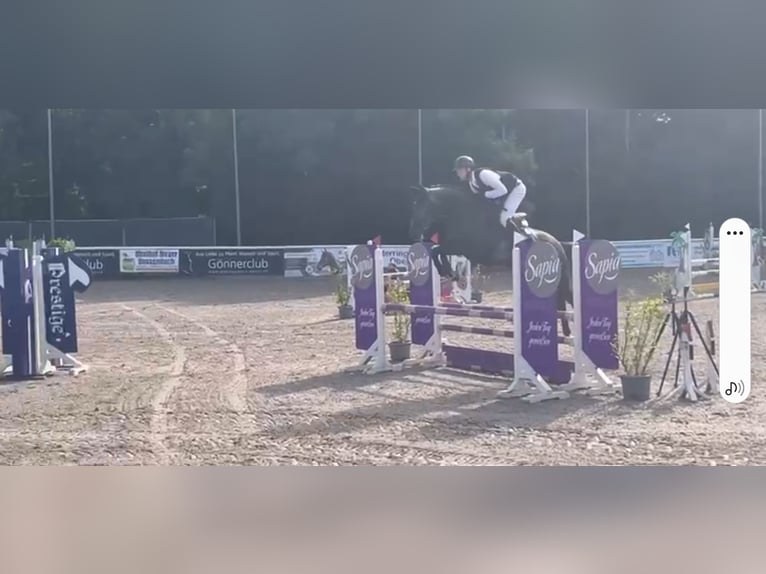 Hanovrien Jument 6 Ans 170 cm Gris pommelé in Schwäbisch Gmünd