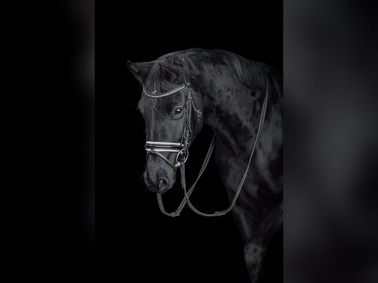 Hanovrien Jument 6 Ans 170 cm Noir in K&#xFC;rten
