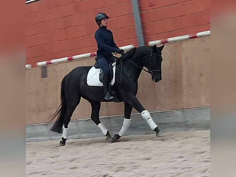 Hanovrien Jument 6 Ans 170 cm Noir in Gifhorn