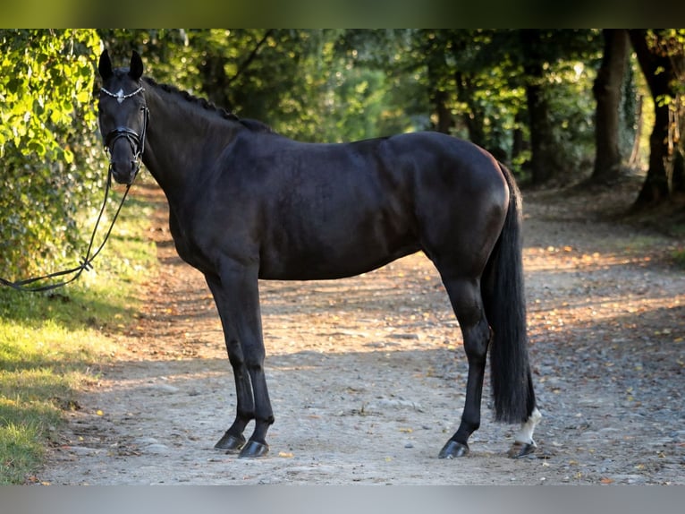 Hanovrien Jument 6 Ans 170 cm Noir in Wuppertal