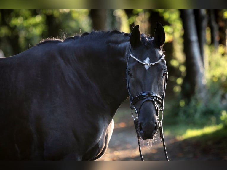 Hanovrien Jument 6 Ans 170 cm Noir in Wuppertal
