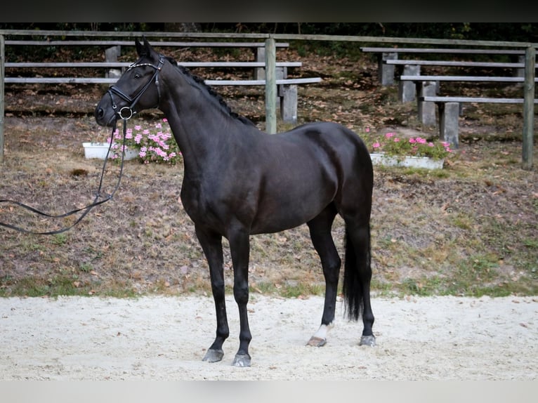 Hanovrien Jument 6 Ans 170 cm Noir in Wuppertal