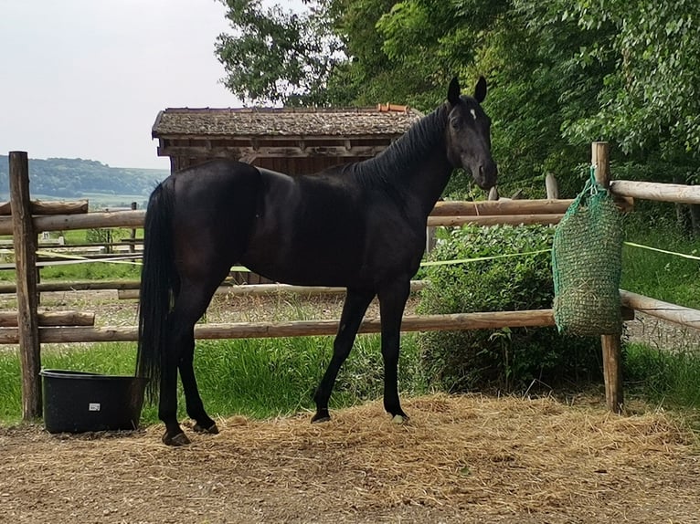 Hanovrien Jument 6 Ans 170 cm Noir in Rabensburg