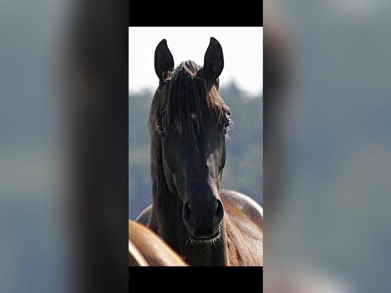 Hanovrien Jument 6 Ans 170 cm Noir in K&#xF6;nigstein im Taunus