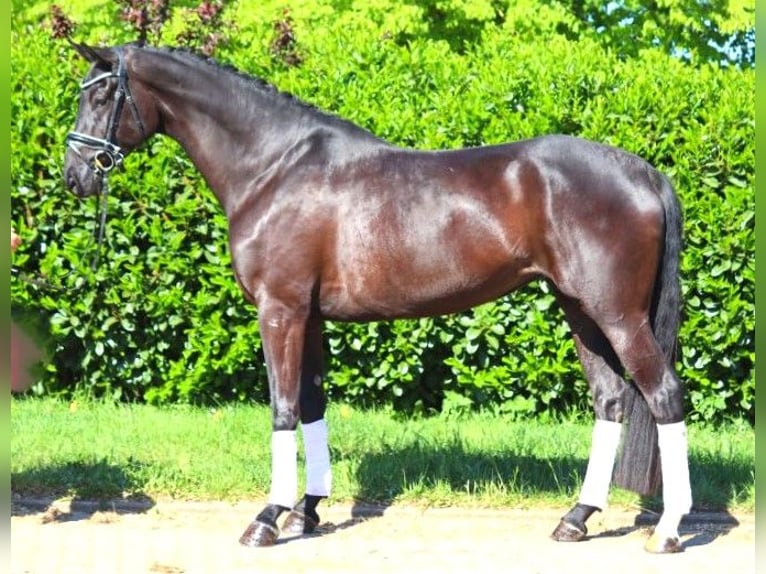 Hanovrien Jument 6 Ans 170 cm Noir in Selsingen