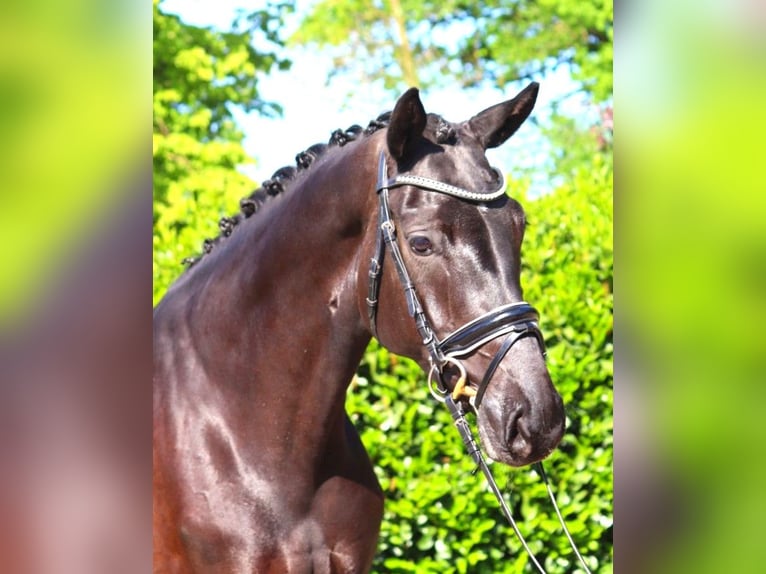 Hanovrien Jument 6 Ans 170 cm Noir in Selsingen