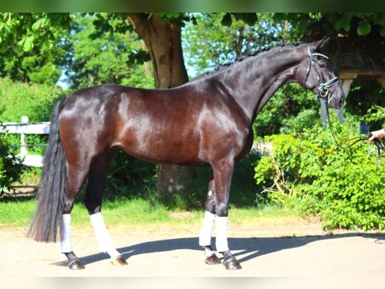 Hanovrien Jument 6 Ans 170 cm Noir in Selsingen