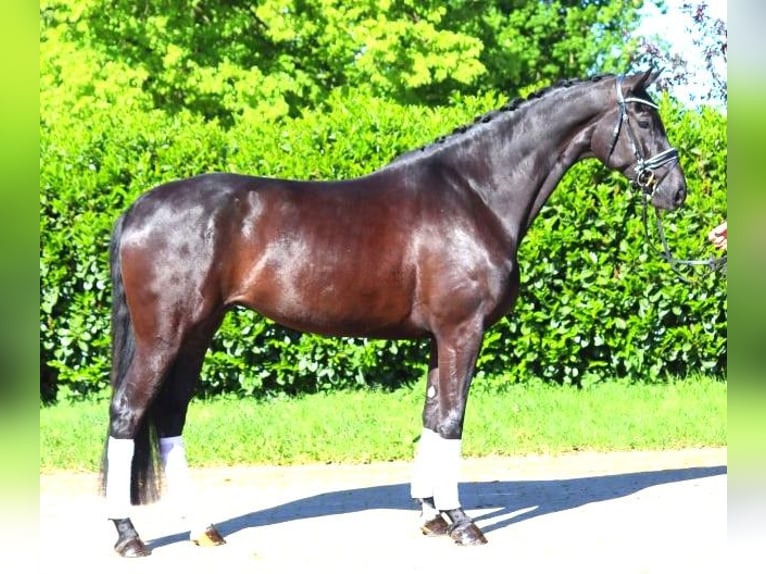Hanovrien Jument 6 Ans 170 cm Noir in Selsingen
