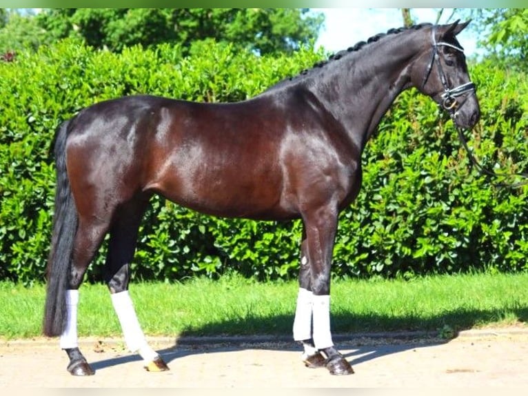 Hanovrien Jument 6 Ans 170 cm Noir in Selsingen