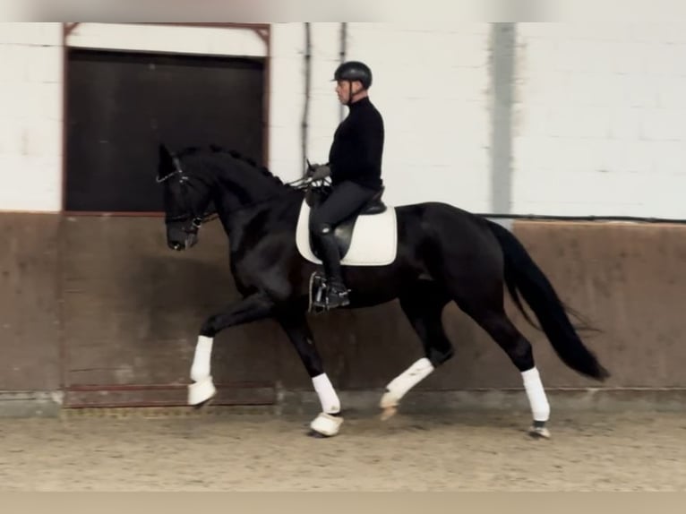 Hanovrien Jument 6 Ans 170 cm Noir in Lohne (Oldenburg)