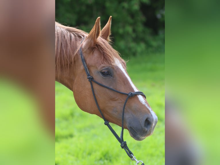 Hanovrien Jument 6 Ans 171 cm Alezan in Elevage des Baïsses