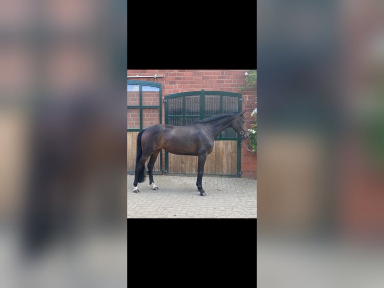 Hanovrien Jument 6 Ans 171 cm Bai brun in Verden (Aller)
