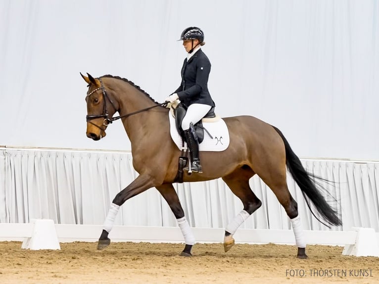 Hanovrien Jument 6 Ans 171 cm Bai brun in Verden