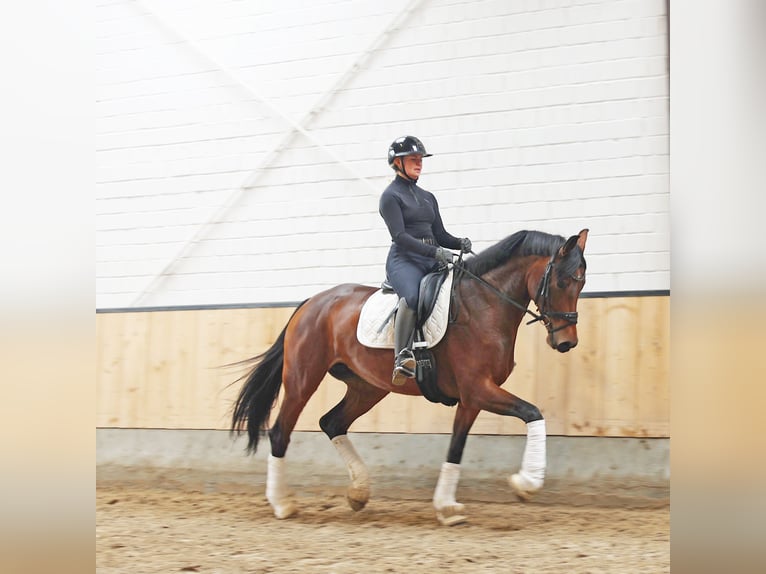 Hanovrien Jument 6 Ans 171 cm Bai in Kempen