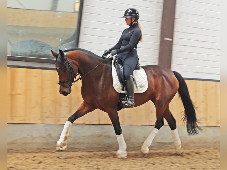 Hanovrien Jument 6 Ans 171 cm Bai in Kempen