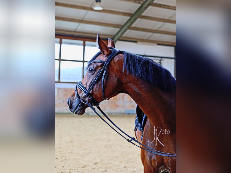 Hanovrien Jument 6 Ans 171 cm Bai in Kempen